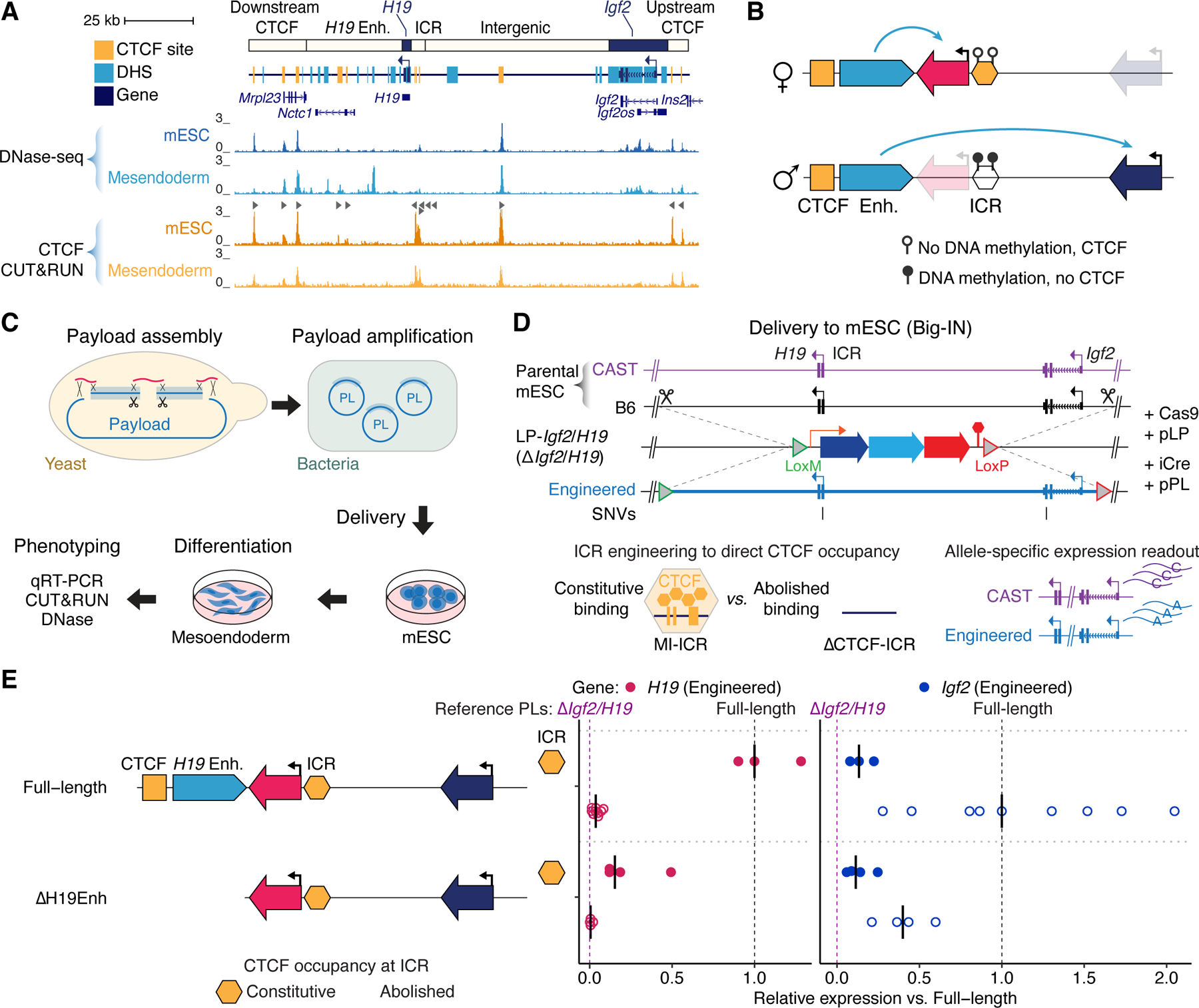 Figure 1: Igf2/H19 locus maps, imprinting model, Big-IN engineering workflow and gene-expression measurements.