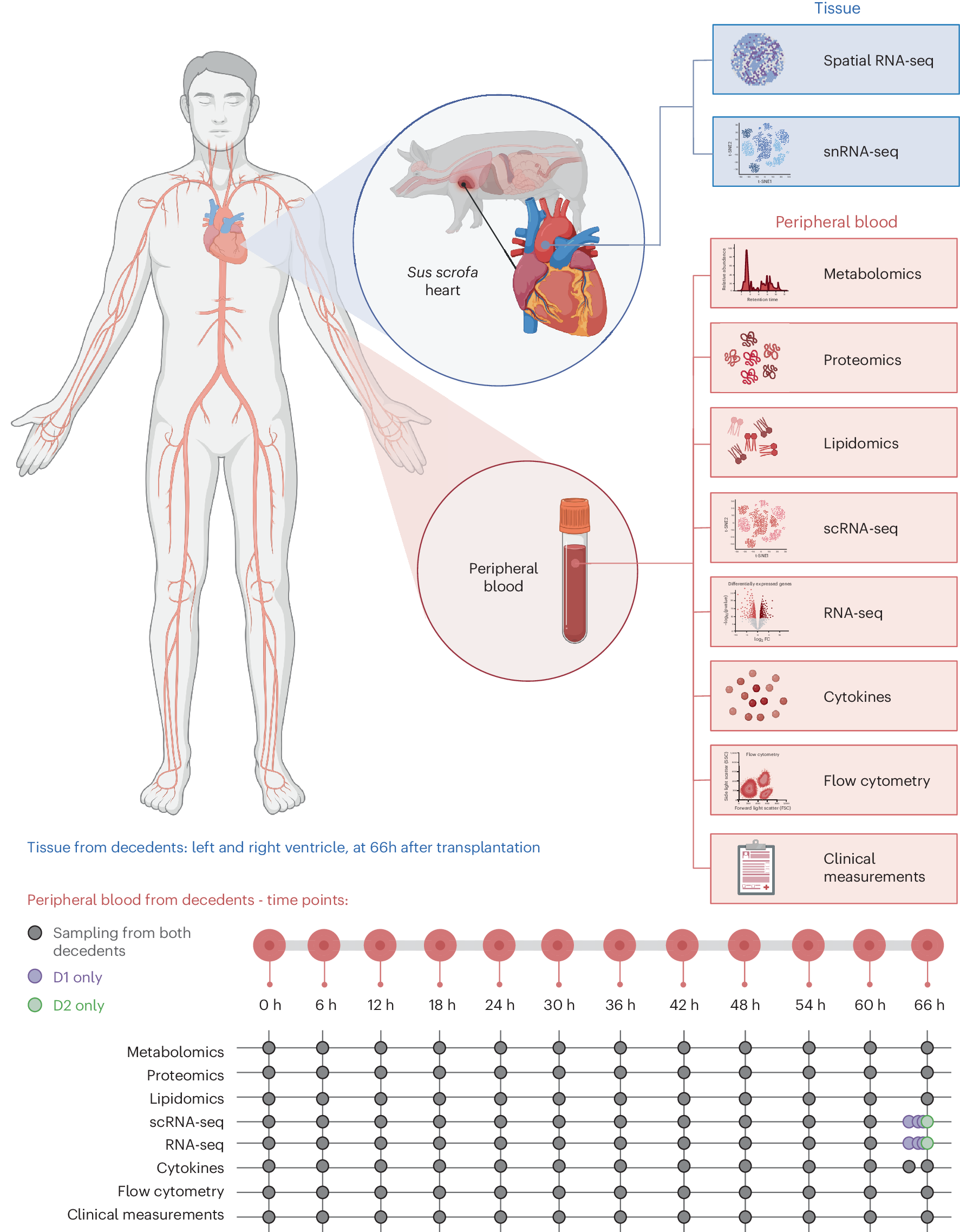 Figure 1: Pig-to-human heart xenotransplantation study design, tissue and blood sampling, and multi-omics measurements.