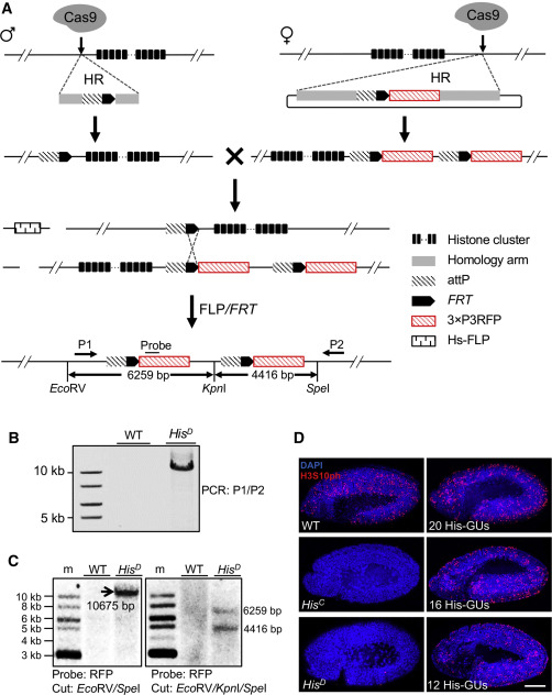 Figure 1: Histone-cluster engineering in Drosophila, molecular validation, and histone expression imaging.