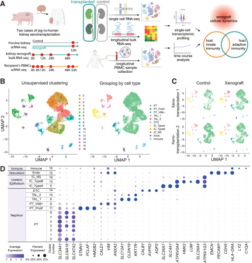 Figure 1: Pig-to-human kidney xenotransplantation study design and single-cell transcriptomic landscape.