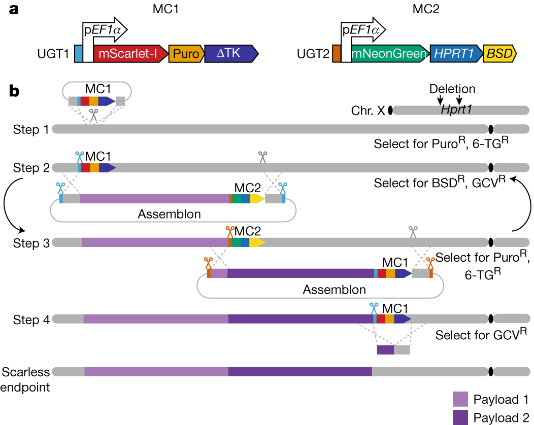 Figure 1: The mSwAP-In genome-writing method alternates marker cassettes MC1 and MC2 to integrate DNA payloads, then removes the final cassette.