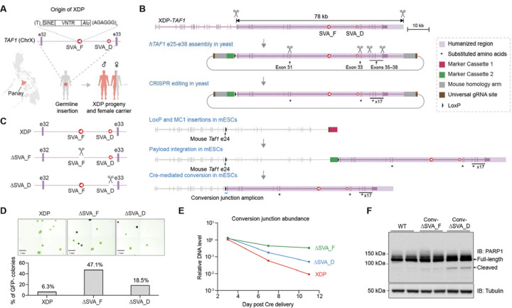 Figure 1: XDP genetic origin and the strategy for engineering humanized TAF1 in mouse embryonic stem cells, with validation data.