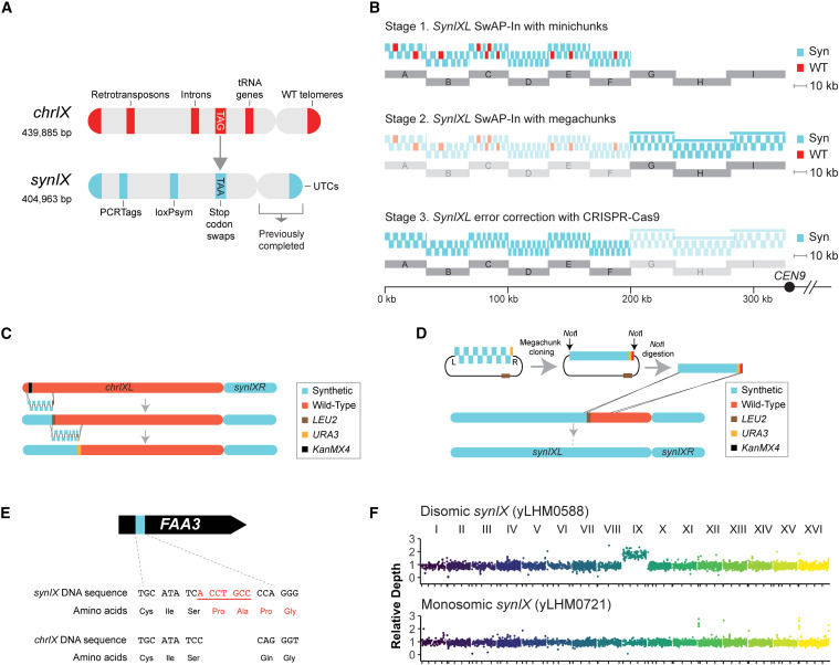 Figure 1: Design and assembly of synthetic yeast chromosome IX, with assembly strategies and validation.