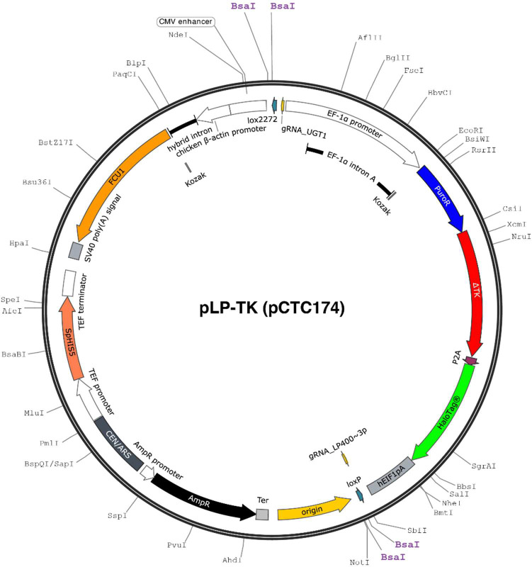Figure 1: Circular map of the pLP-TK landing-pad plasmid, with labeled genes, recombination sites and restriction sites.