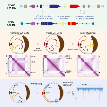 Graphical abstract accompanying 10.1016/j.molcel.2023.10.015
